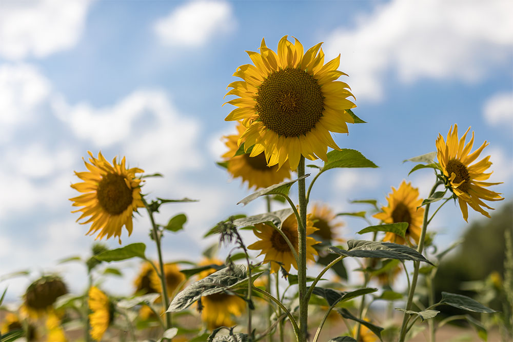 Sonnenblumen